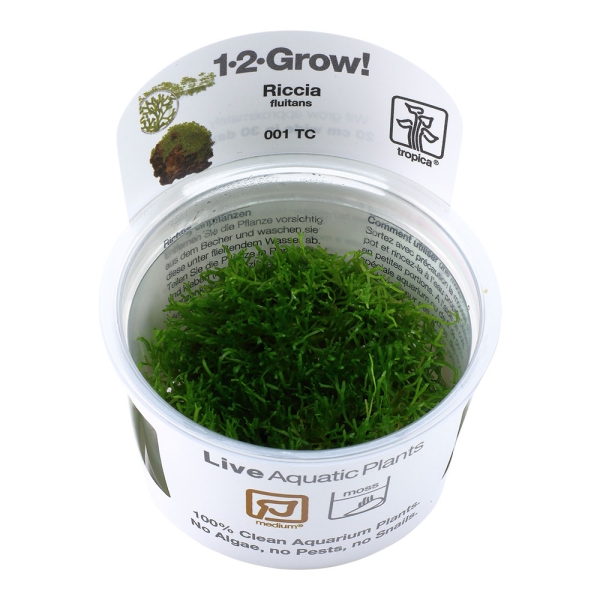 Riccia fluitans - Teichlebermoos 1-2-Grow!